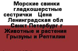 Морские свинки, гладкошерстные сестрички › Цена ­ 1 500 - Ленинградская обл., Санкт-Петербург г. Животные и растения » Грызуны и Рептилии   